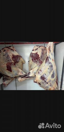 Домашняя Мясо, говядина. халяль