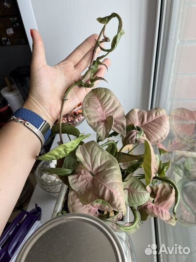 Сингониум неон робуста