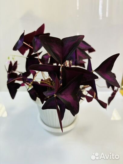 Кислица оксалис