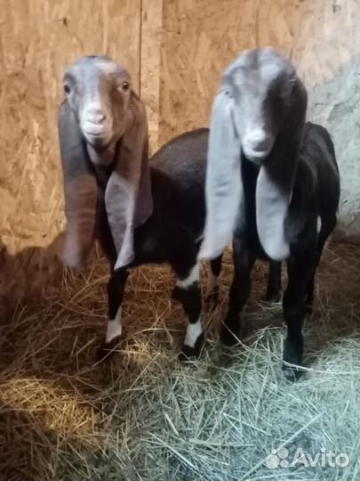 Сестренки козочки камори