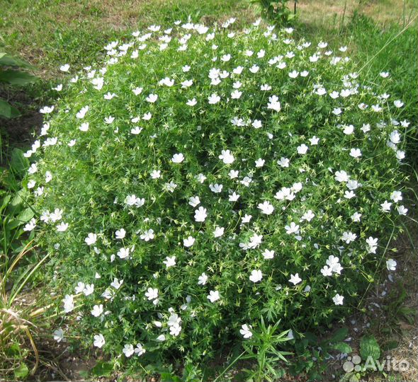 Мускари, герань, ромашка, лихнис, василек,тюльпаны