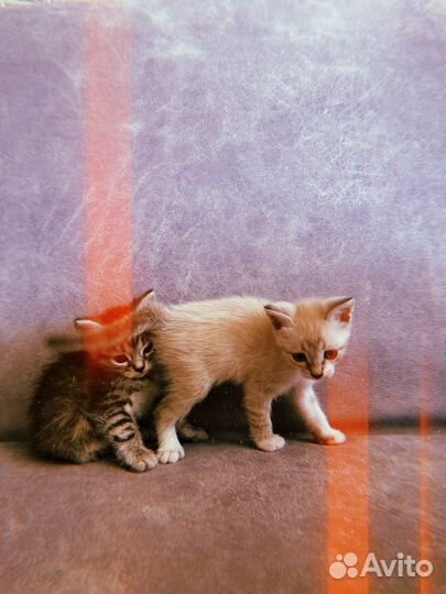Котята в любящие руки