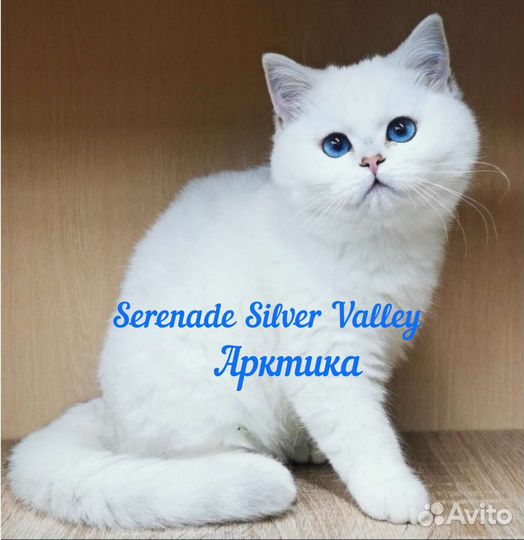 Британские Шиншиллы Пойнт
