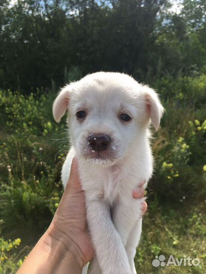 Собаки щенки