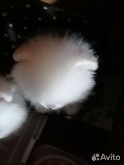 Померанский шпиц мини