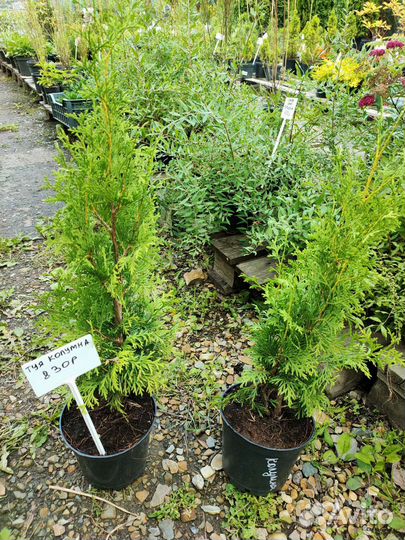 Туя Колумна