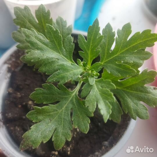 Хризантема