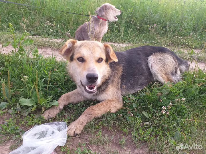 Собака в добрые руки