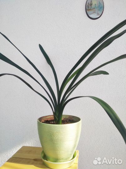 Кливия. Комнатный цветок