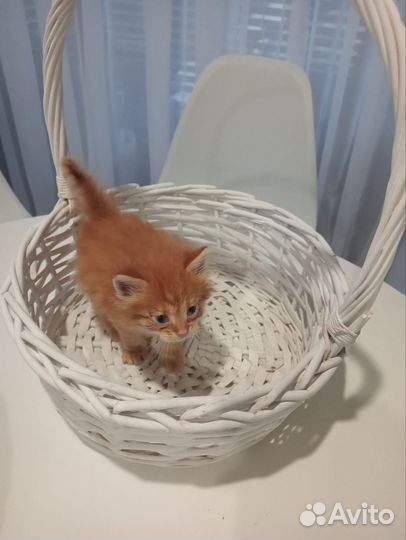 Рыжий котенок ищет дом
