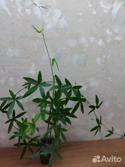 Пассифлора (маракуя)