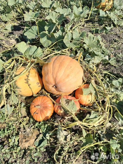 Тыква, овощи, арбузы