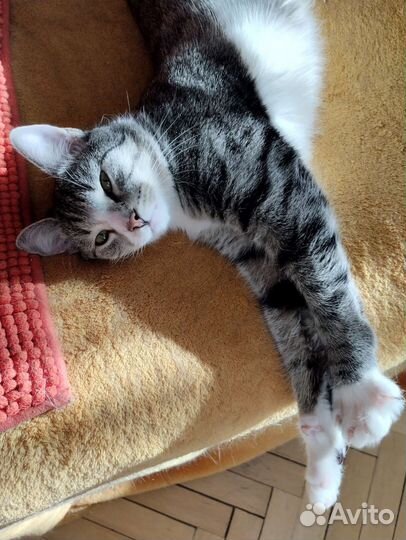 Европейская