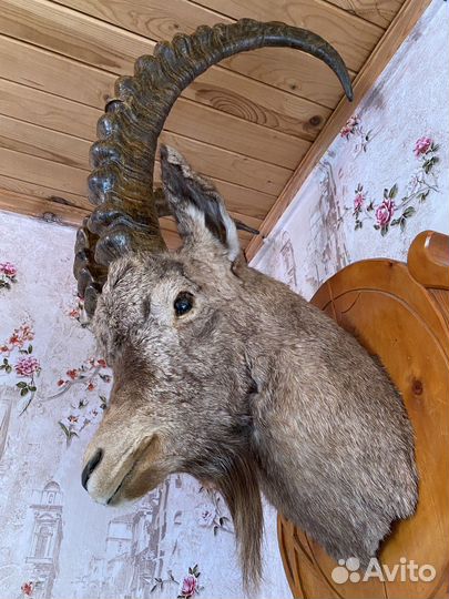 Чучело горного коза