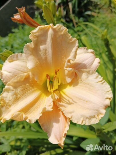 Лилейники сортовые