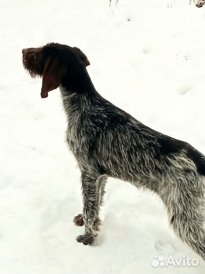 Домашние животные собаки