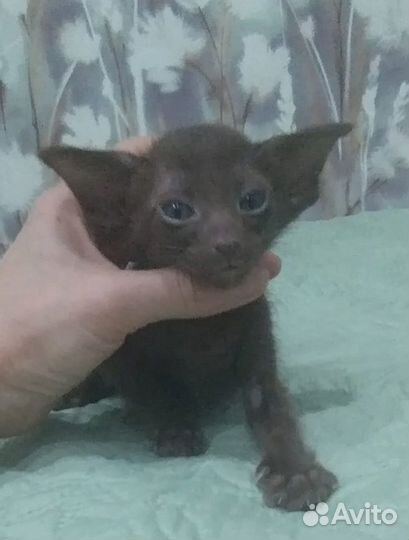 Ориентальные котята с родословными