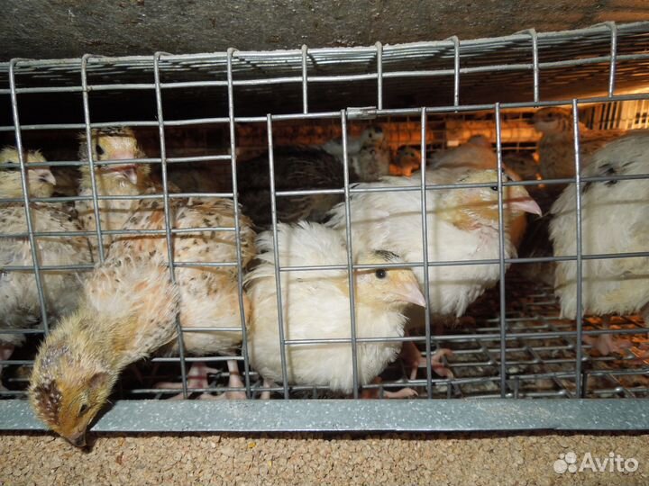 Перепелки несушки