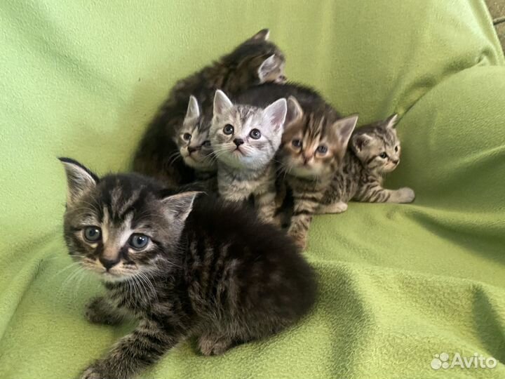 Шотландские котята