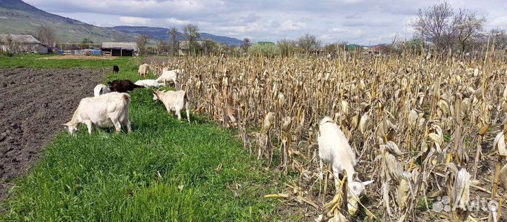 Продам коз или меняю