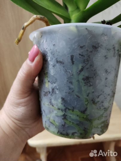 Орхидея фаленопсис