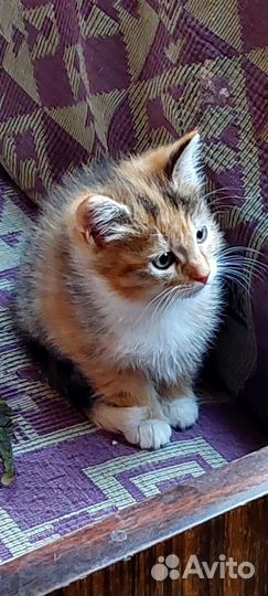 Кошечка 2мес