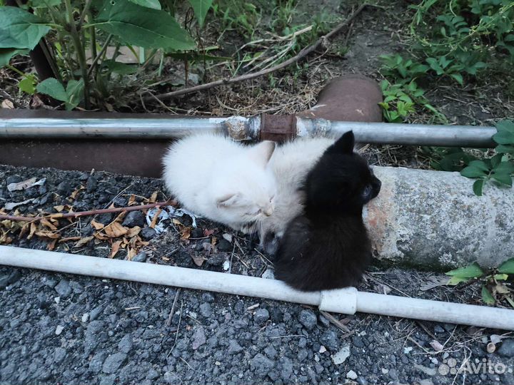 Кошка в дар бесплатно