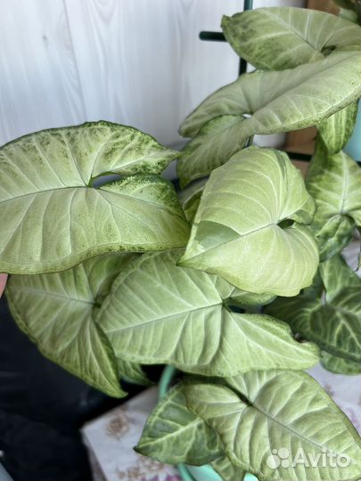 Сингониум Вайт Баттерфляй