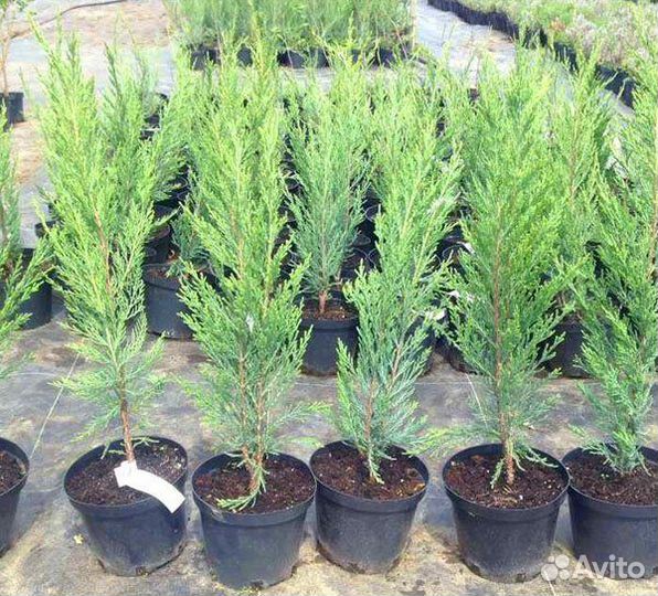 Саженцы кедров, сосны, ели, туи, можжевельники