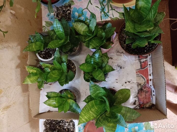 Сансевиерия