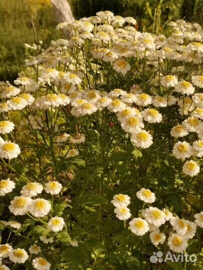 Матрикария, кустовая ромашка, пиретрум