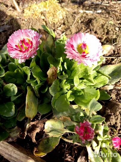 Маргаритки