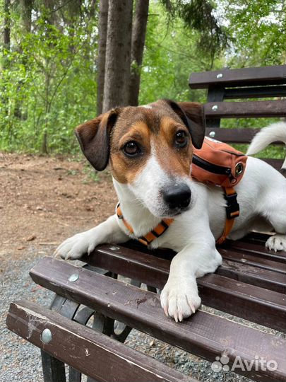 Вязка джек Рассел терьер