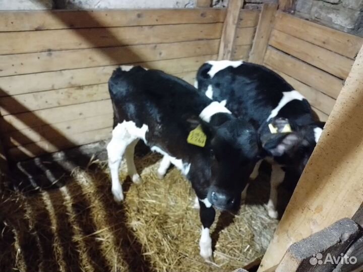 Бычары мясные