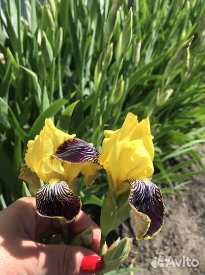 Ирисы луковицы