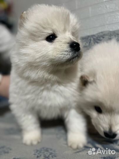 Щенки самоеда