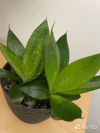 Сансевиерия ханни