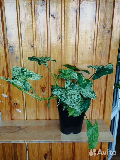 Сингониум моттлед