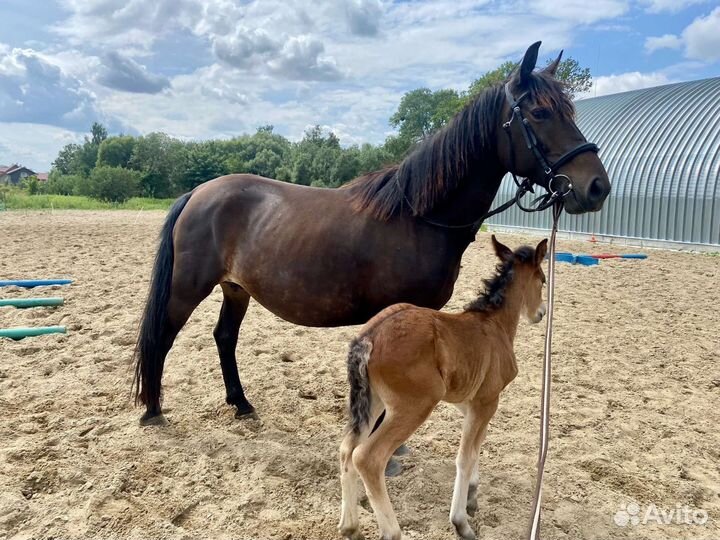 Лошадь кобыла