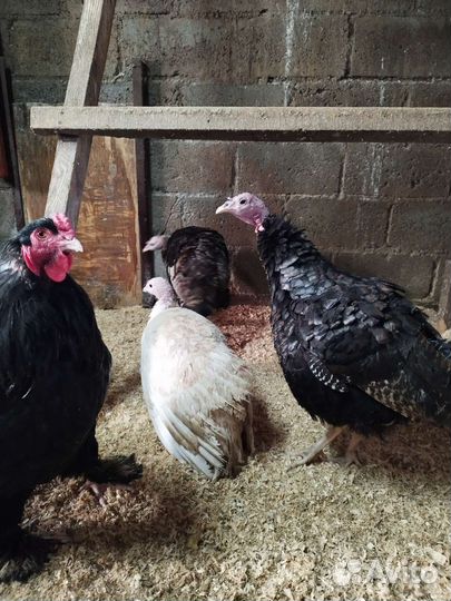 Крольчихи, индюшки, утки