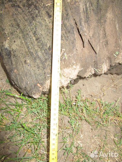 Мореный дуб