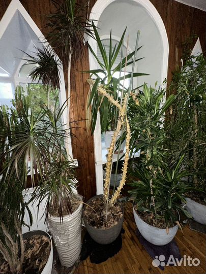 Пальма юкка