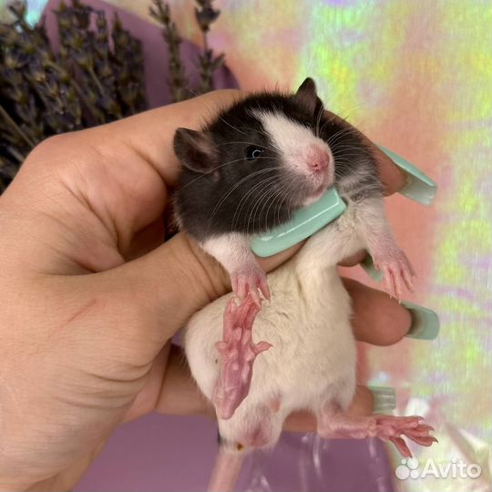 Крысы Дамбо. Крысята. Крысы. Питомник