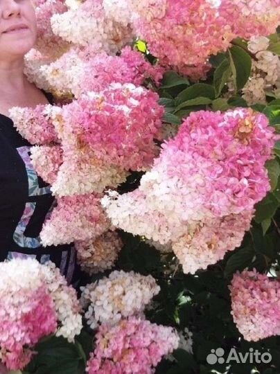 Саженцы гортензии 20 сортов, есть редкие и новинки