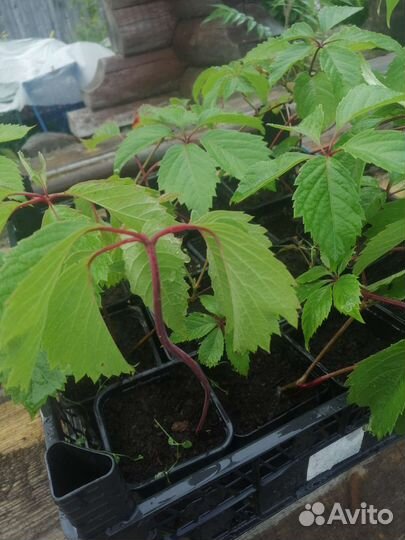 Саженцы девичий виноград