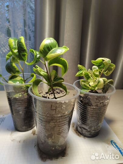 Фикус Бенджамина Ирэн