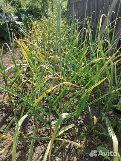 Чеснок озимый