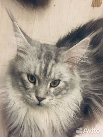 Полидакты мейн кун