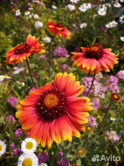 Цветы и кустарники однолетники и многолетники