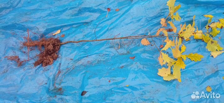 Саженцы дуба